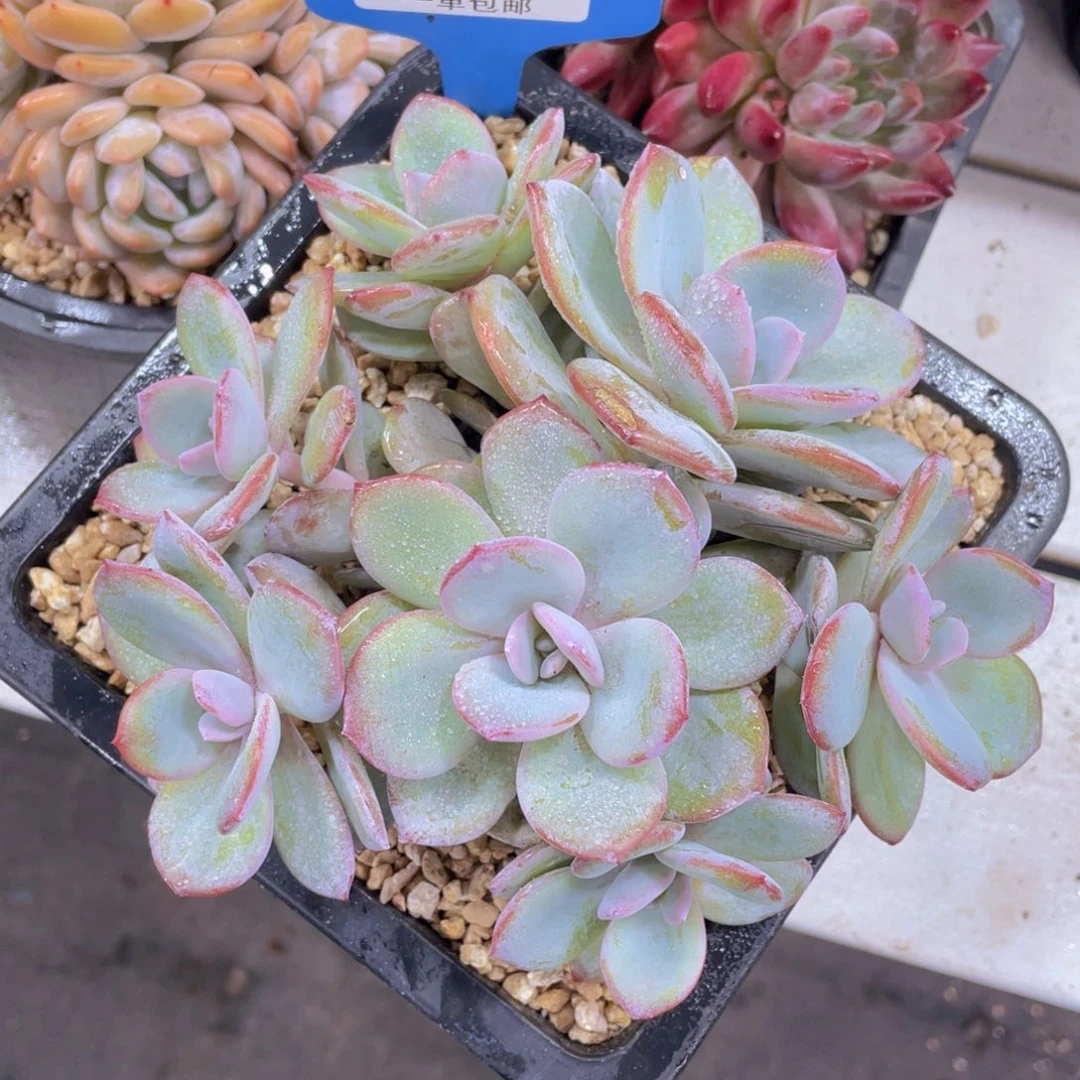 0610-2-韩版奶茶手捧花一刻