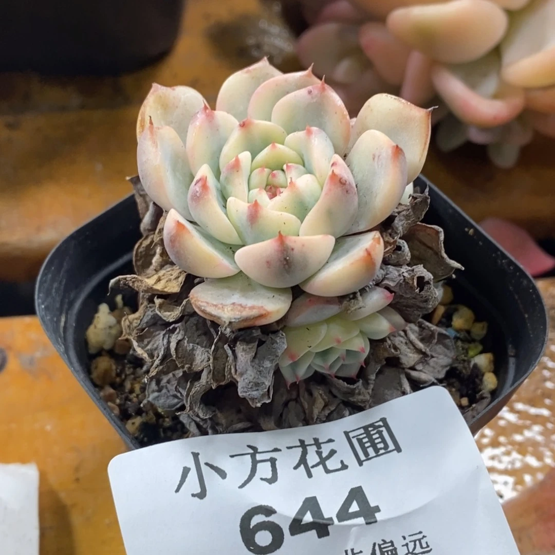 火****吧644姬莲锦小老桩