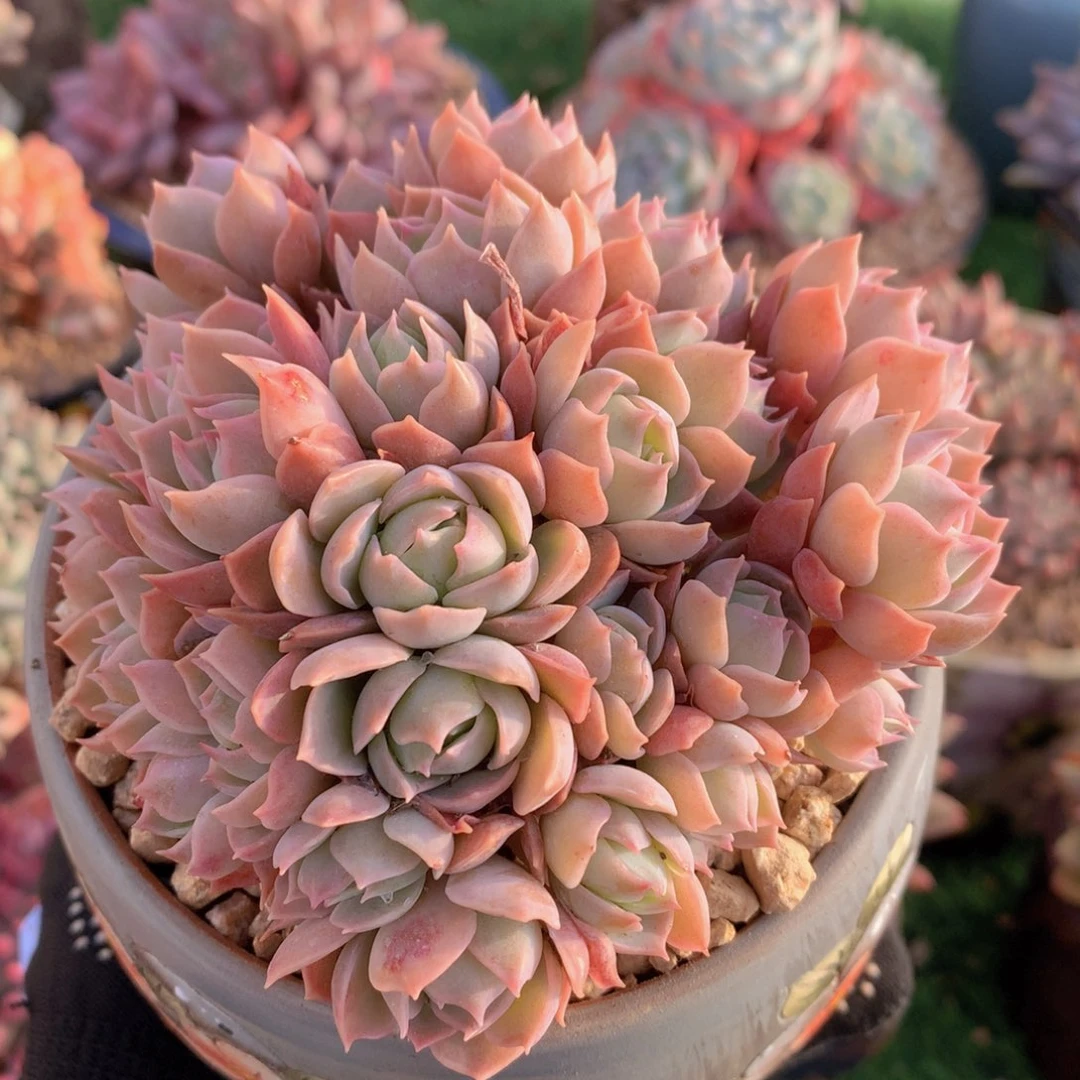 紫霞朵朵12公分一物一拍