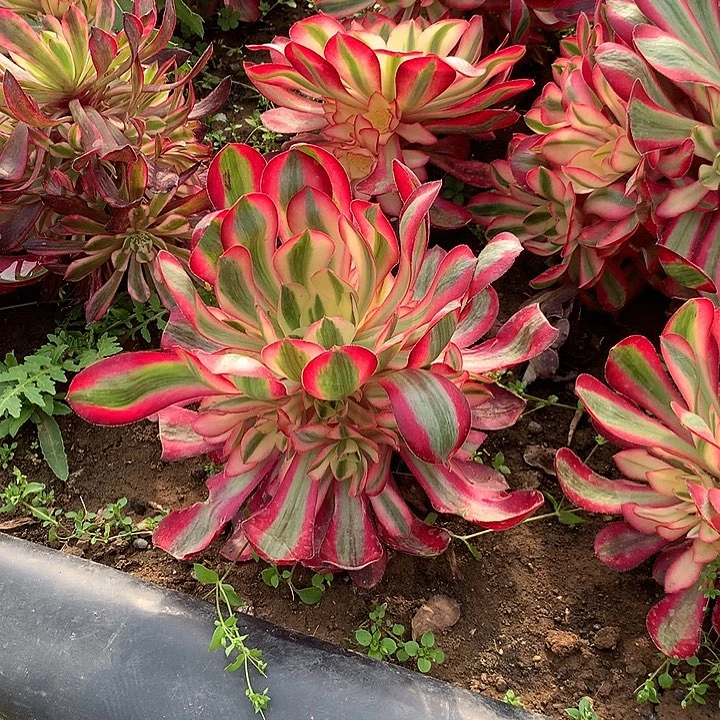 爱丽丝多肉植物515