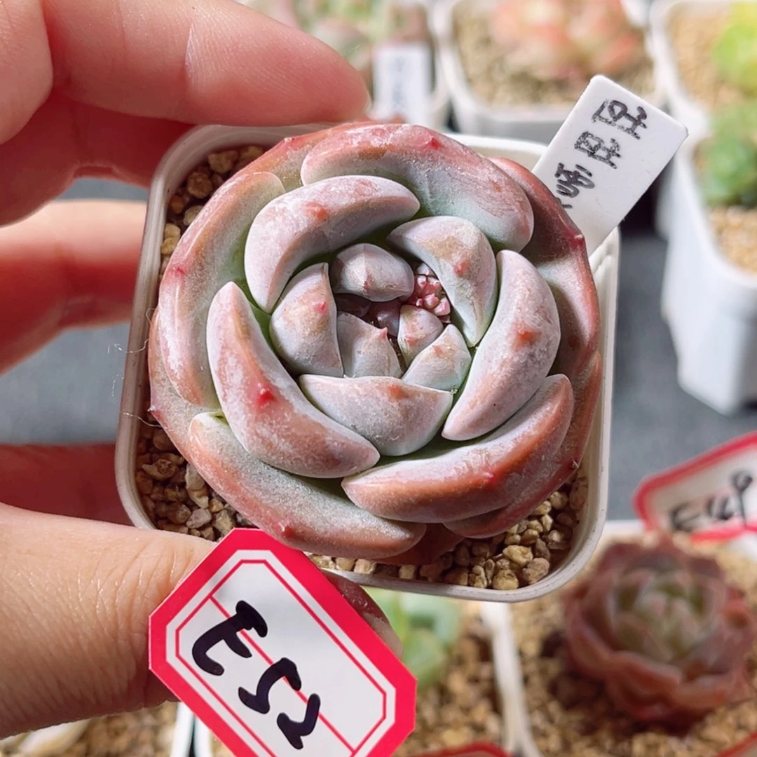 E52 一物一拍 18包邮 旺旺雪饼