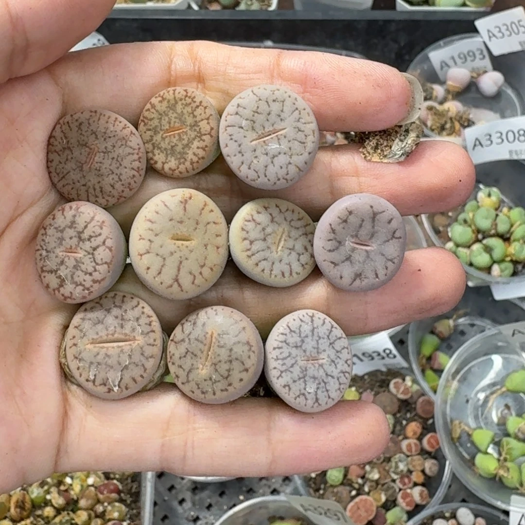 3310 生石花和肉锥