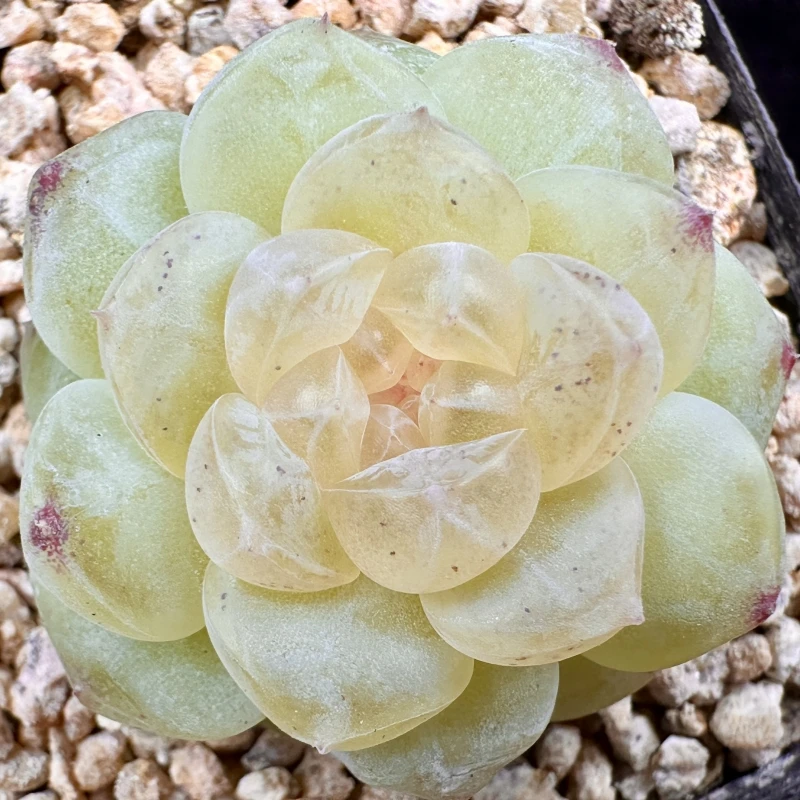 巫拉拉肉肉铺2025-12-3 直播链接2号（021-040）