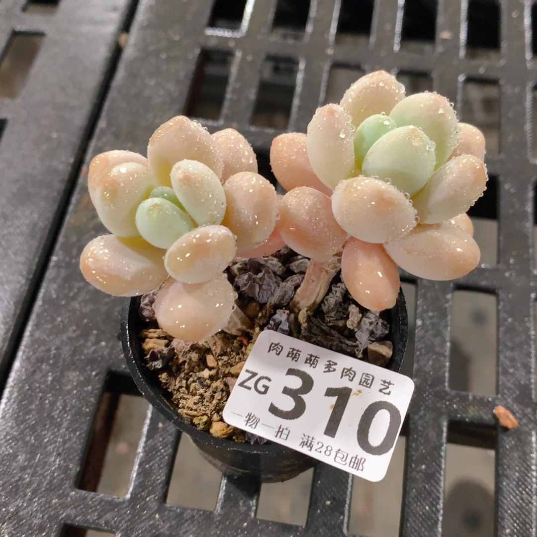 肉萌萌拇指盆精控多肉ZG310