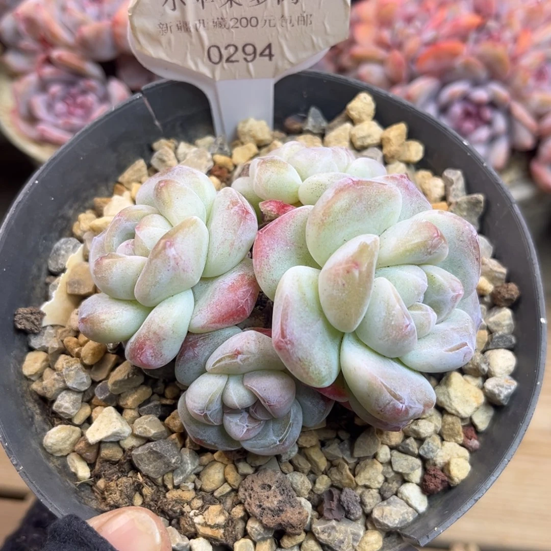 黄底冰玉294/9cm4头