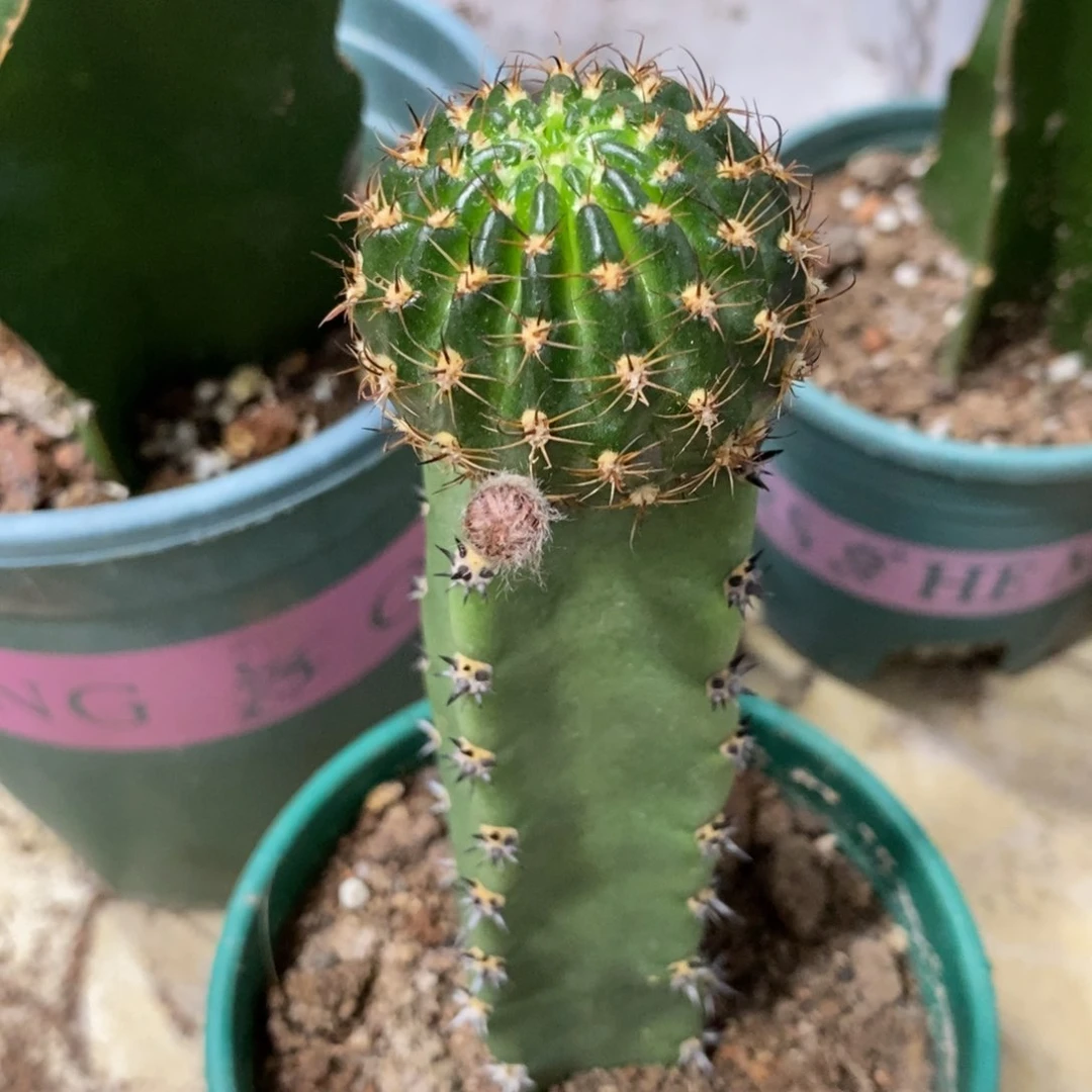 往****K新品丽花L40绣谱母本一物一拍5