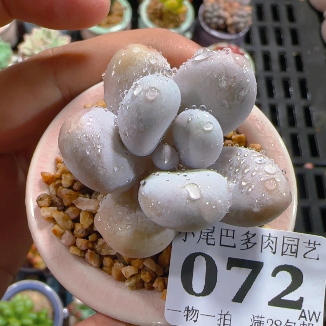 AW小尾巴5CM迷你拇指盆栽精控多肉072