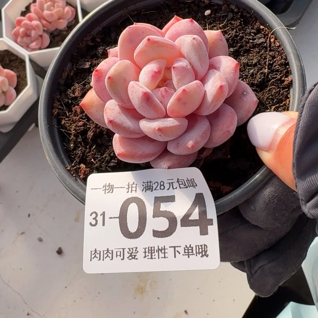 石榴籽无盆土发货无盆