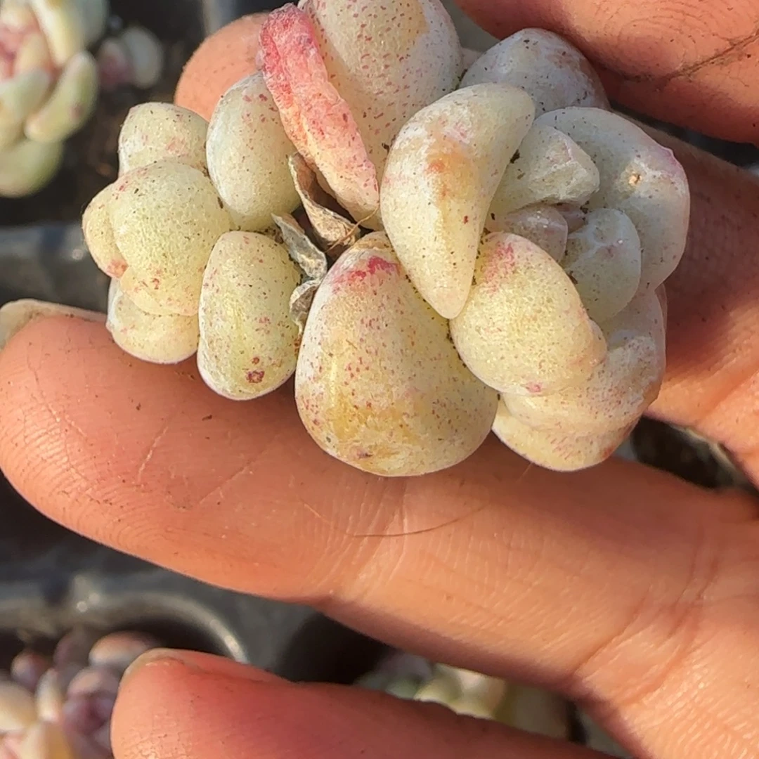 多肉小卡拉米糖心一物一拍