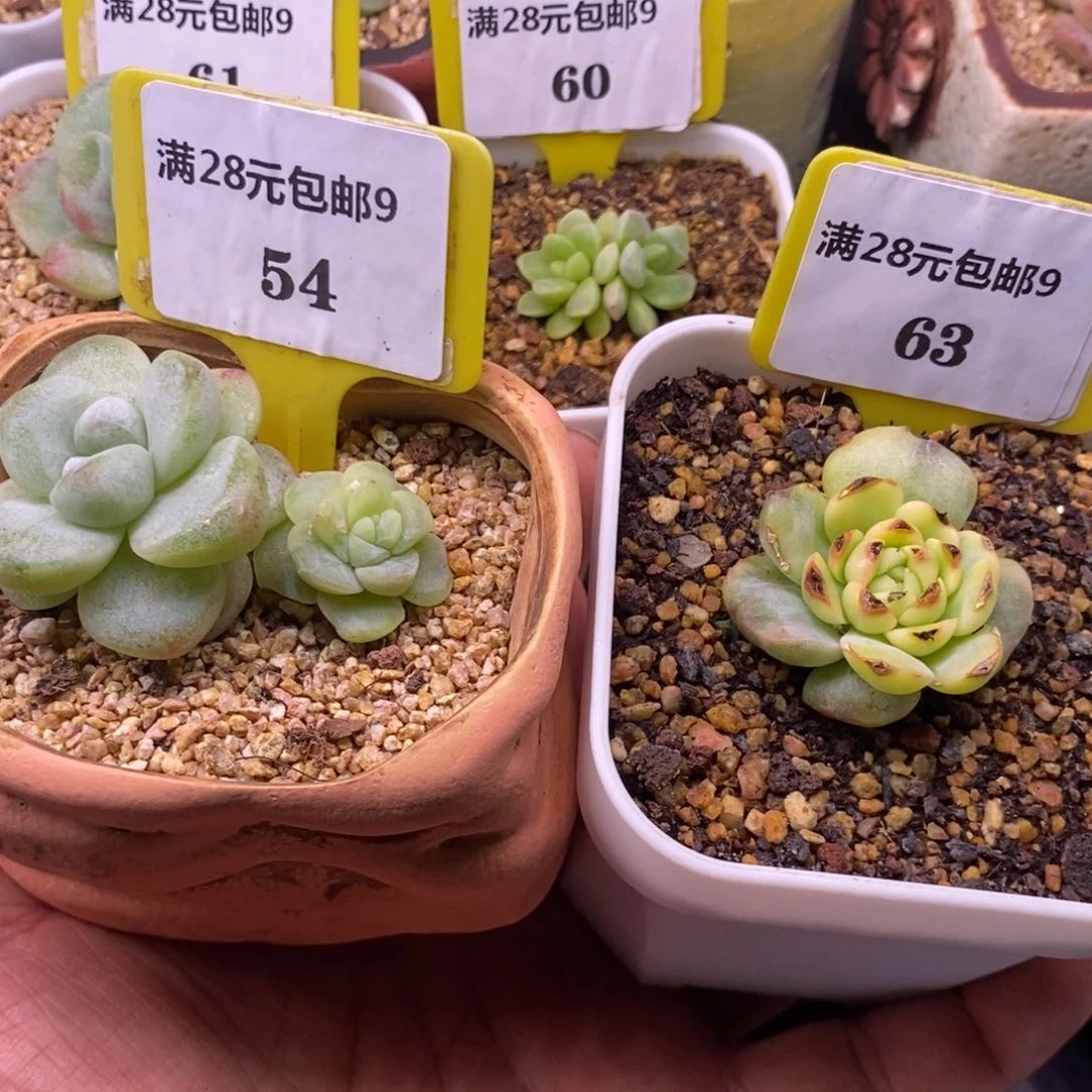 Y***桃954.963冰玉锦，冰魄锦