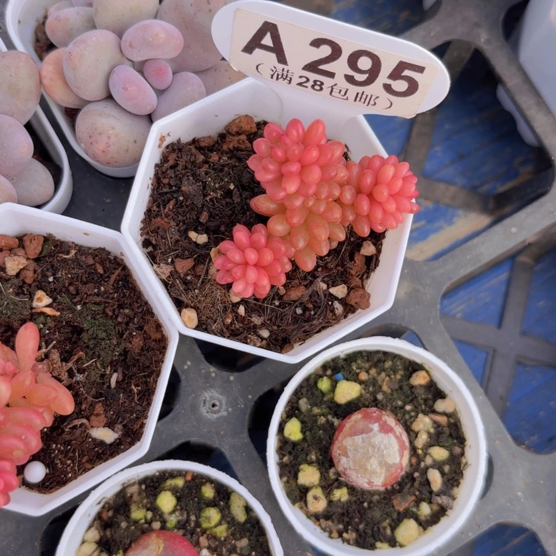 A295浆果锦一物一拍