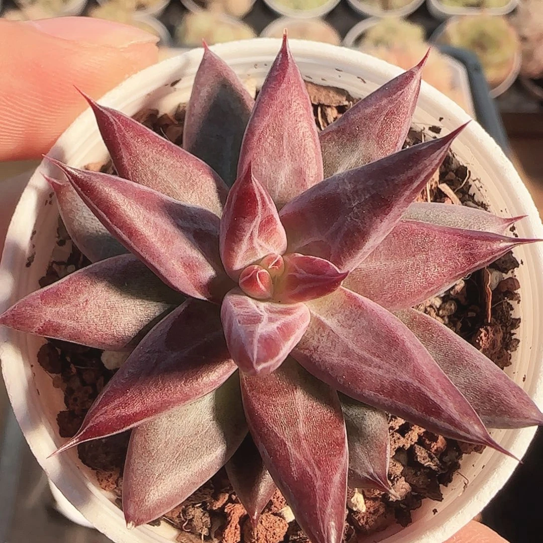 多肉1122-132红灵魂