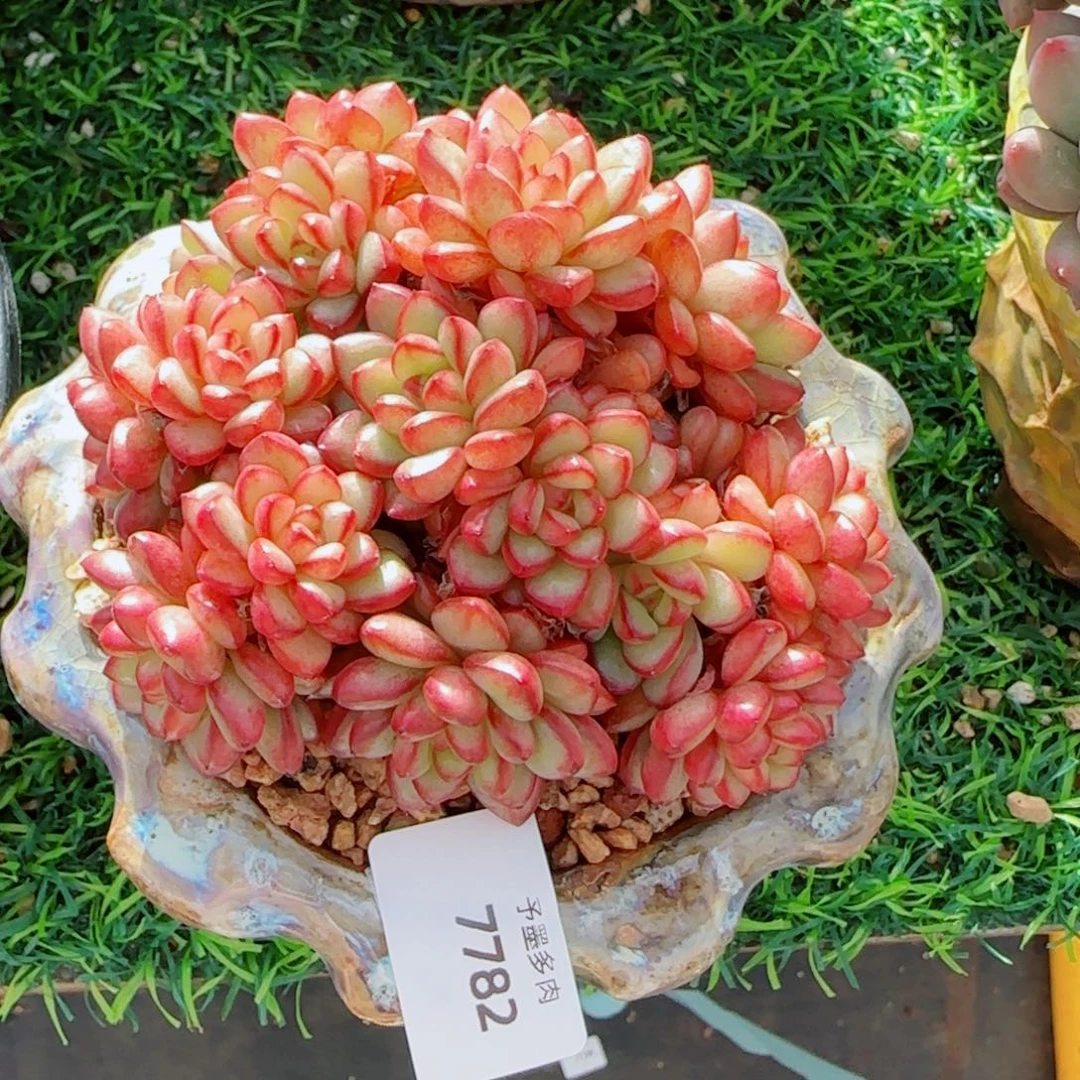 亚当，7782多肉植物