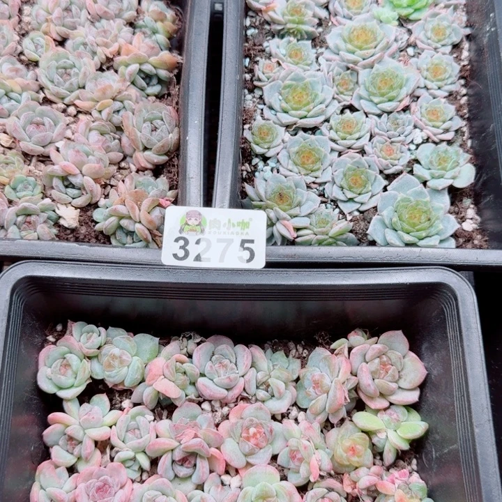 S***y多肉植物多肉植物