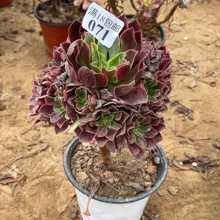 071金丝雀小手捧1