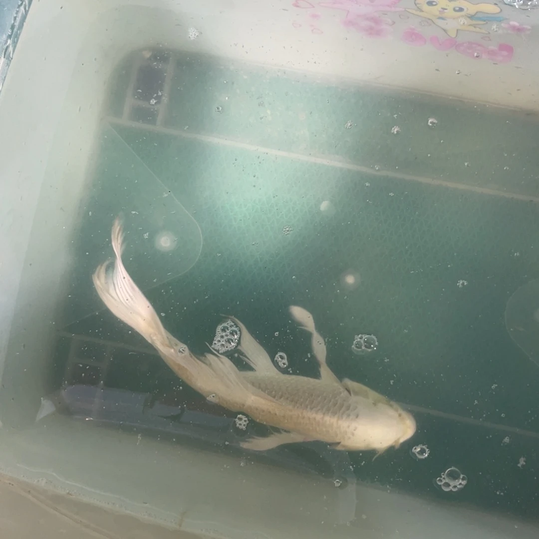 锦鲤锦鲤锦鲤蝴蝶包邮