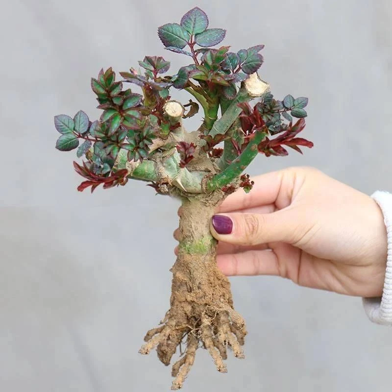 玫瑰花苗四季开花室内阳台庭院花卉绿植物大花月季花苗红玫瑰浓香
