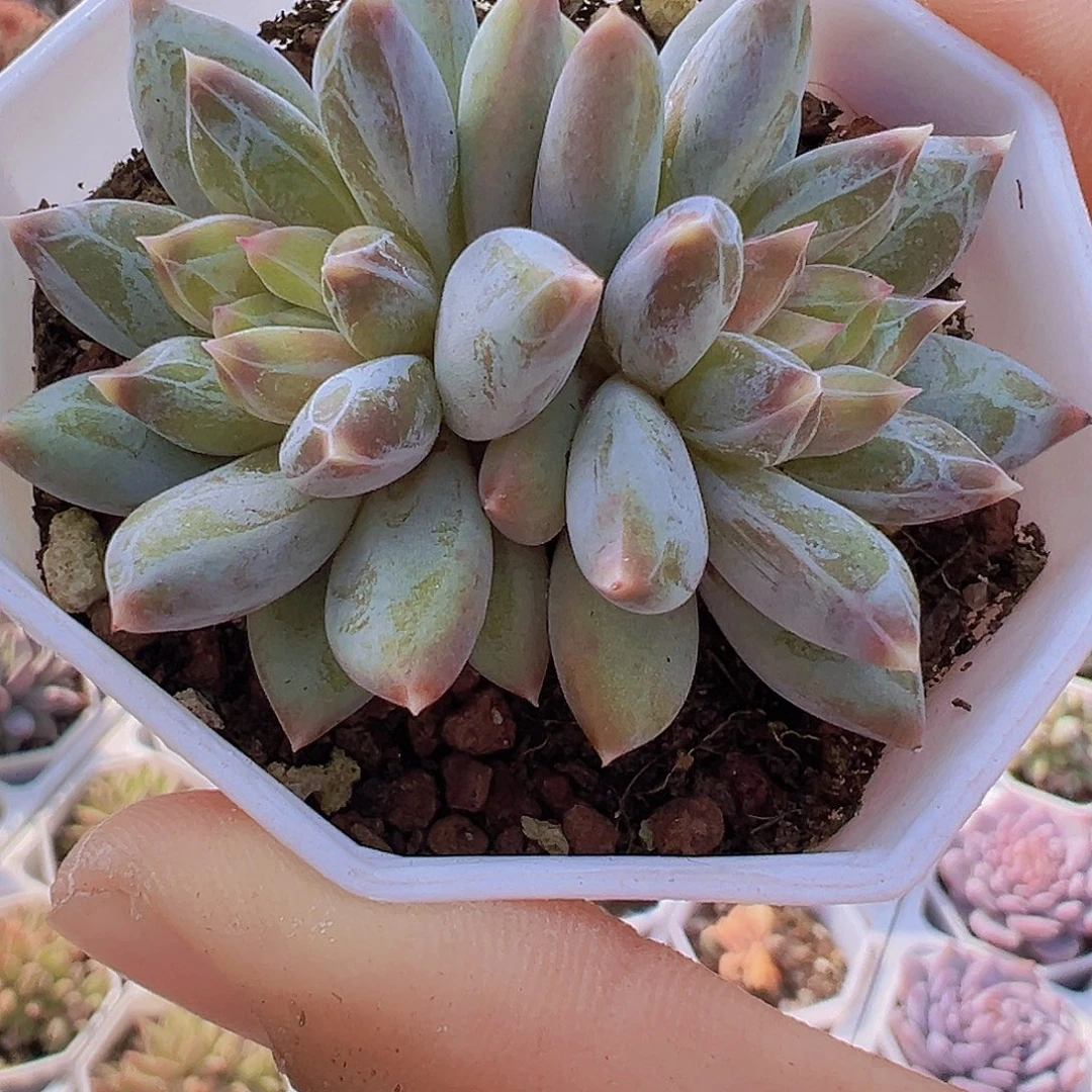双头幻影美人19包邮