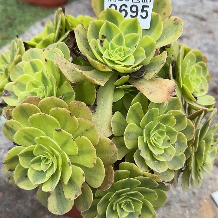 0695雨荷多肉法师