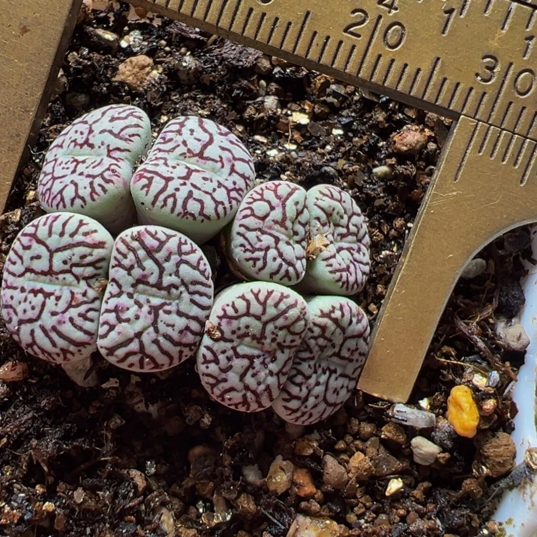 9头墨群多肉植物带盆