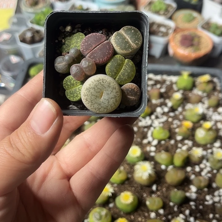 多肉植物一物一拍1