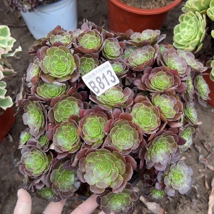 黑萝莉……多肉植物……