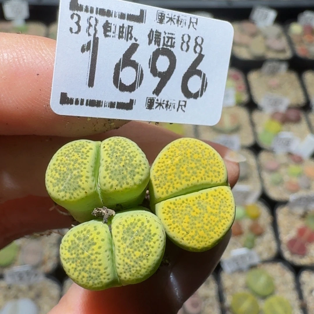 ？***Ssss精品生石花1696