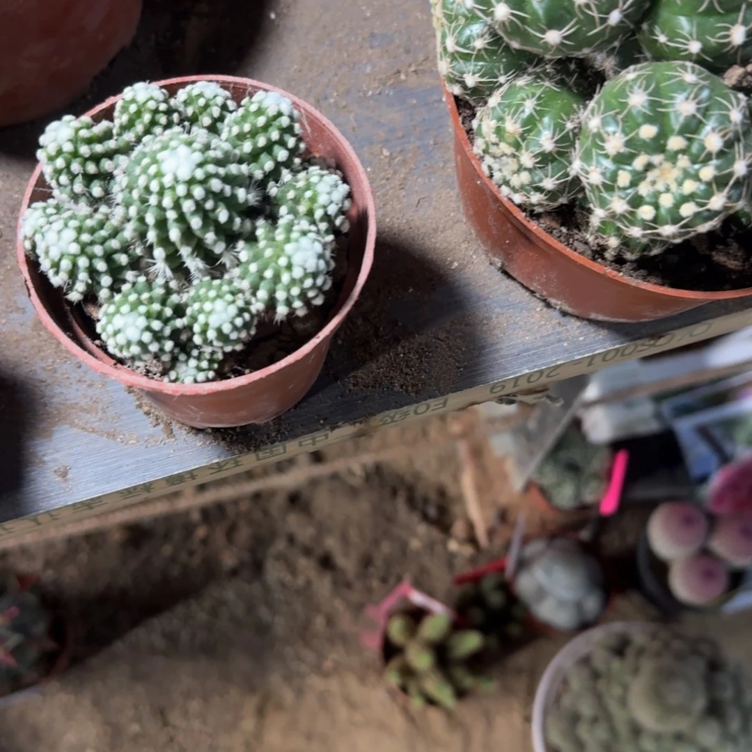 四***天可口可乐了可口可乐