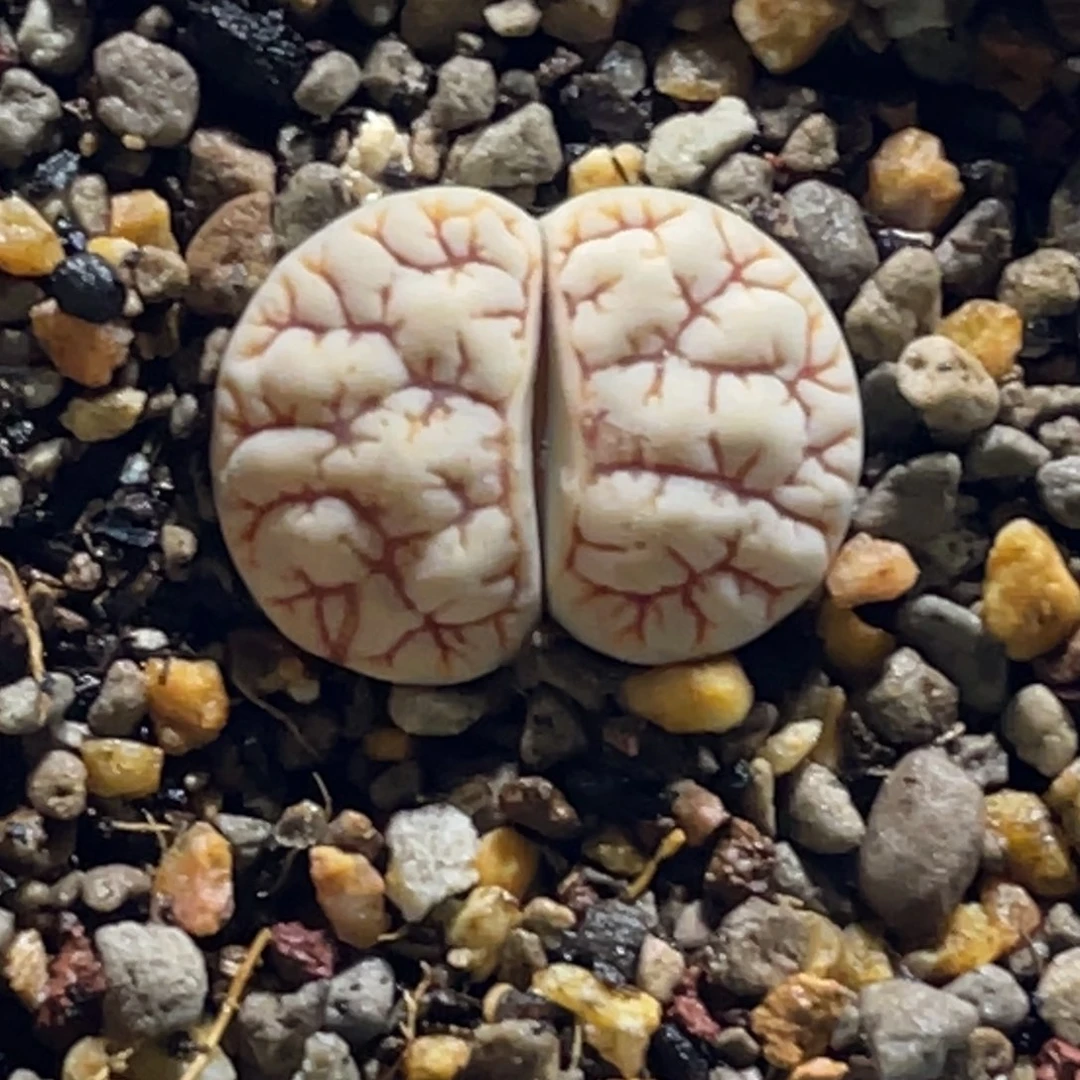 2535白底粗纹1891尺寸2.0