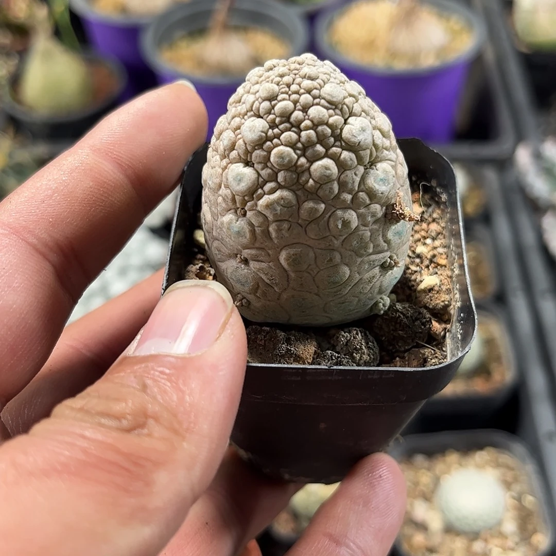 凝蹄玉单头发货单头发