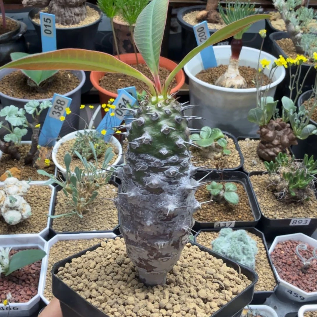 瓶干麒麟448 仙人球