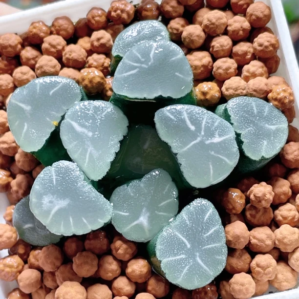 天狼星 十二卷万象 办公室阳台高端新手多肉植物