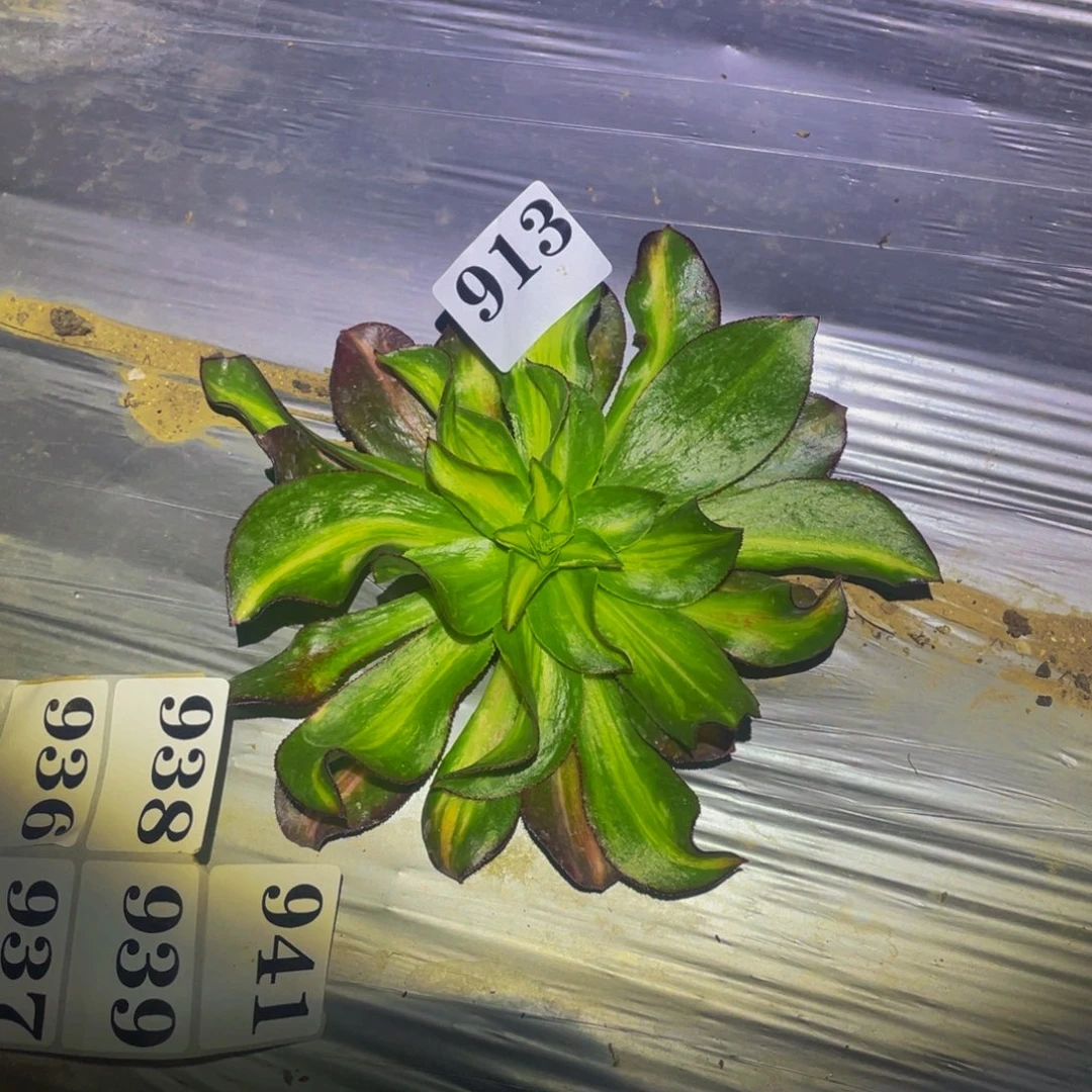 魅影中班七彩多肉植物913