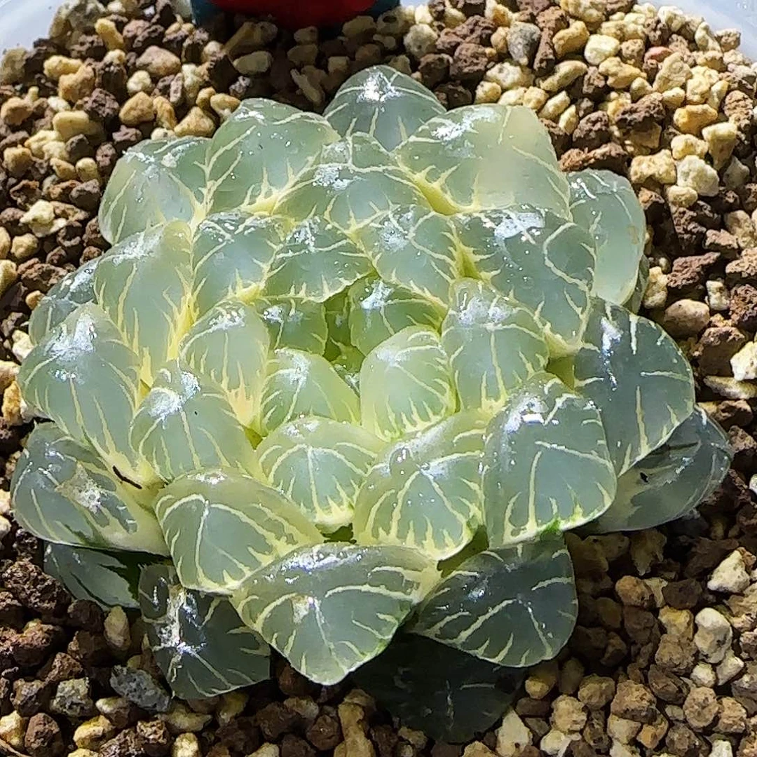 79号湖水纯糊斑 5.7 厘米左右一物一拍带盆发货