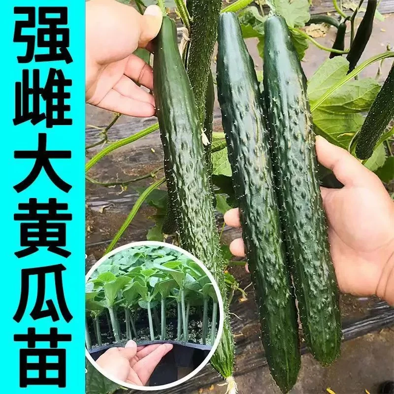 各种高产黄瓜苗盆栽地栽蔬菜种苗