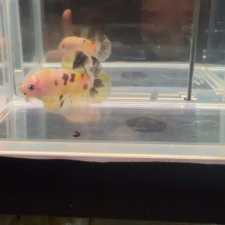 斗鱼别致竞拍24日19