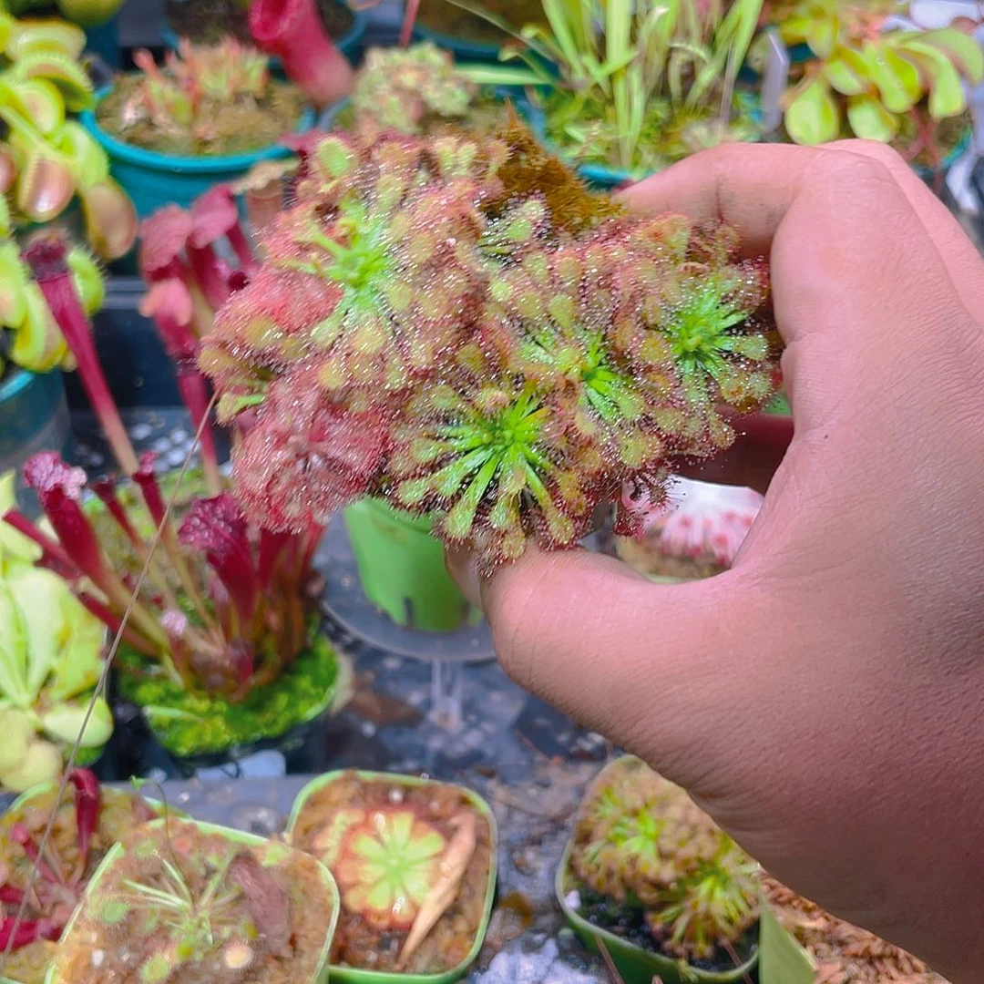 完全开放白绒毛群生