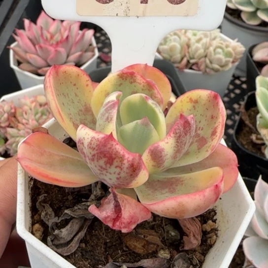 13西洋牡丹锦一物一拍多肉