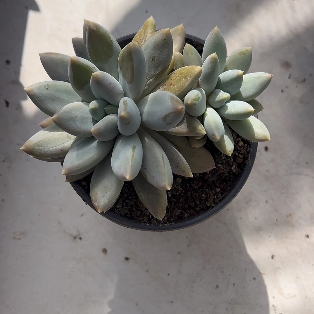 哥特萝莉福利大群