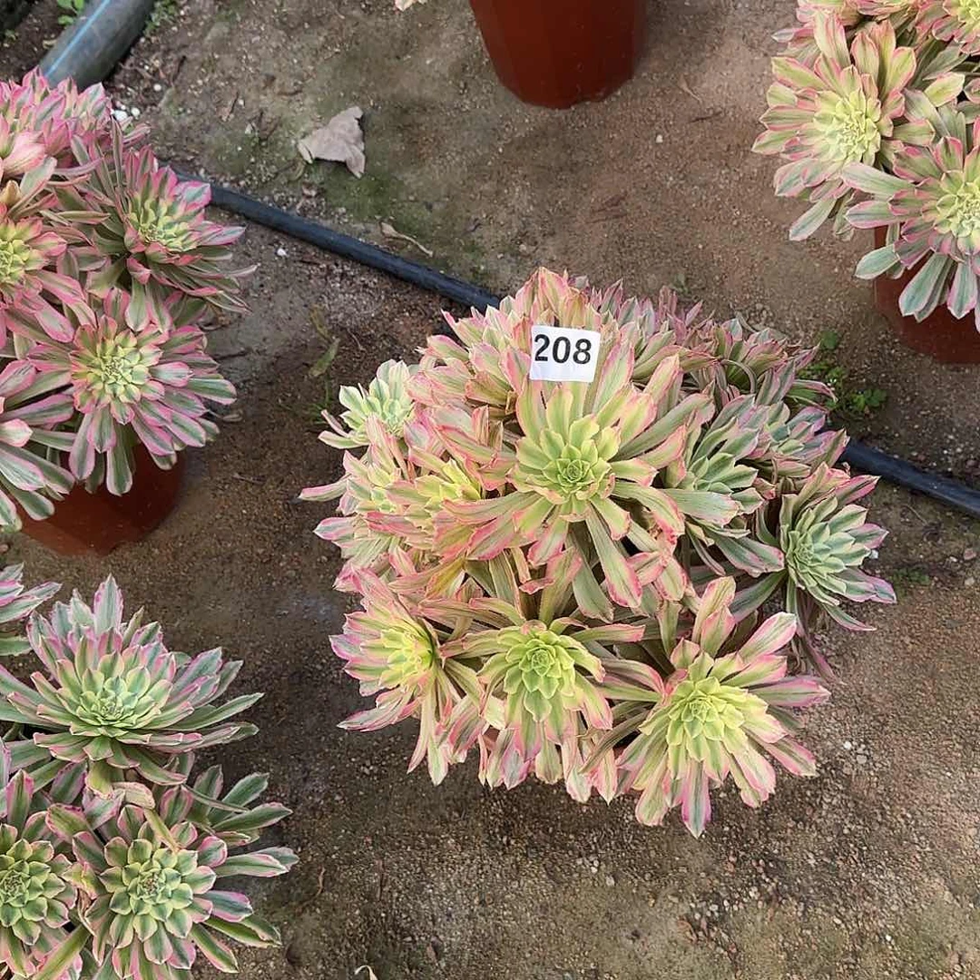 小****）多肉植物粉钻208