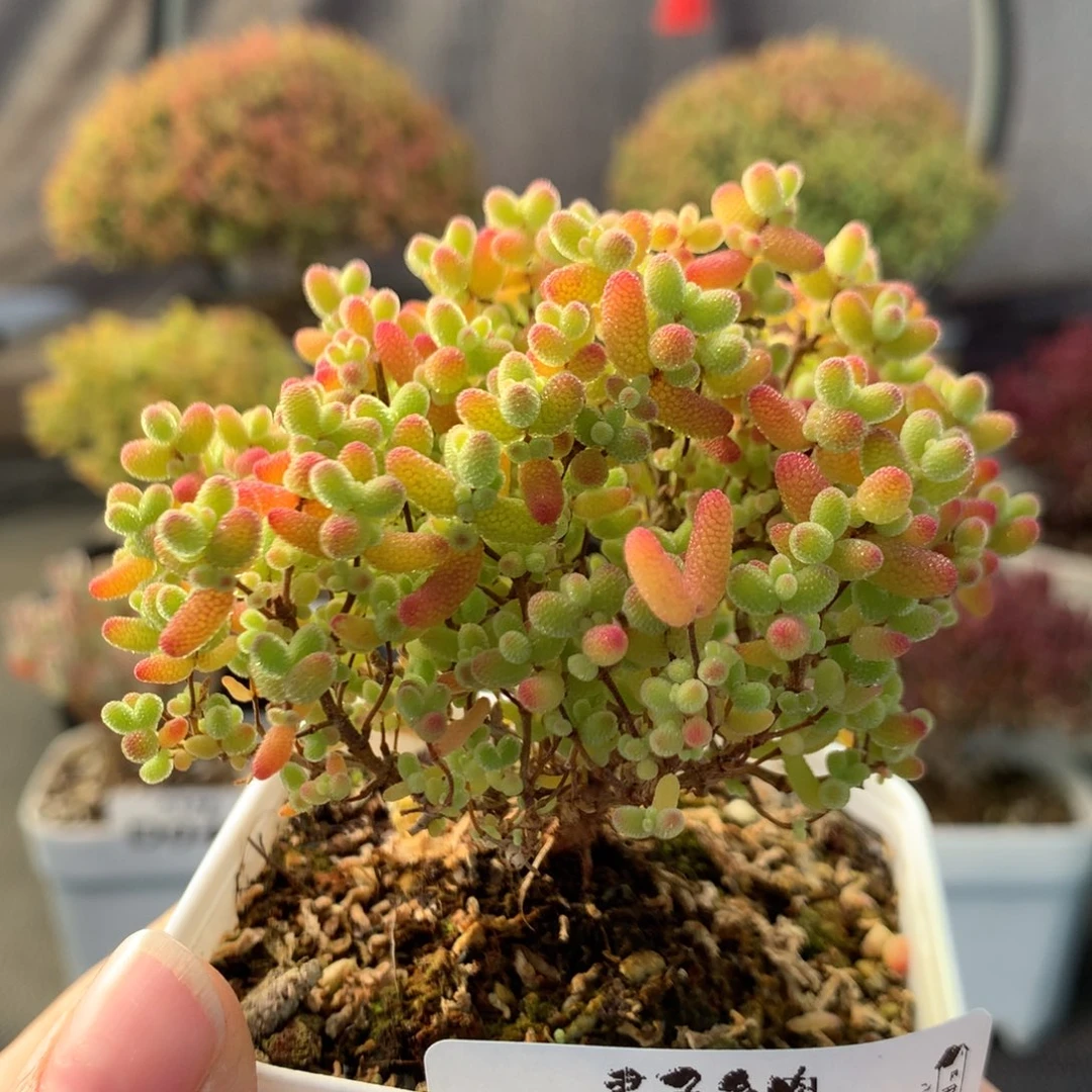 044蜜橘糖球