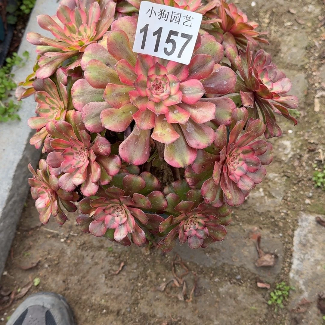 你***嘛粉体月蝉多肉植物1157