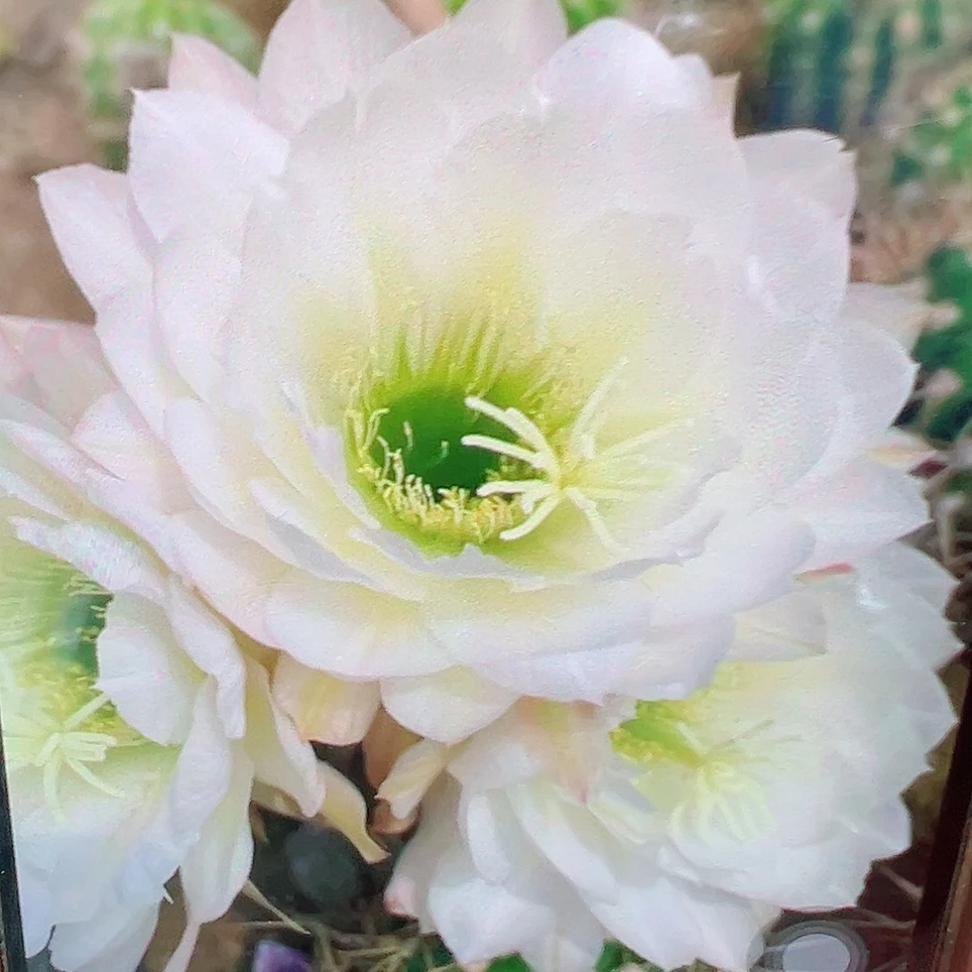 毛花柱 314側芽 滿20包郵