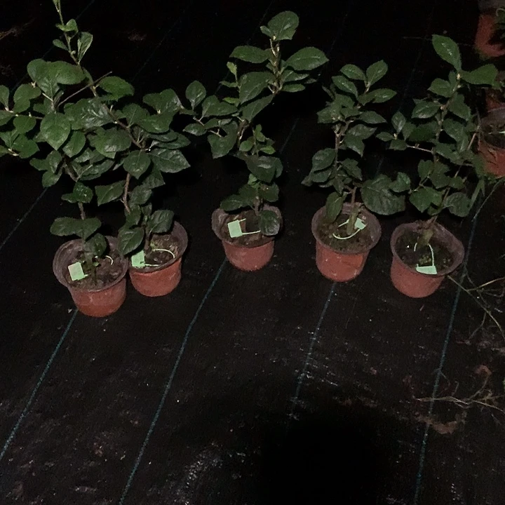 无花朵红塔嫁接苗46.8