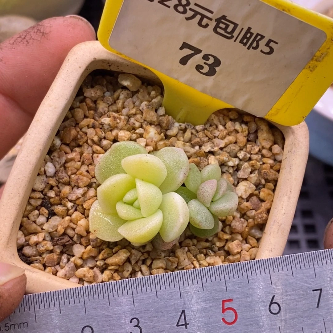 573冰玉石化黄锦多肉