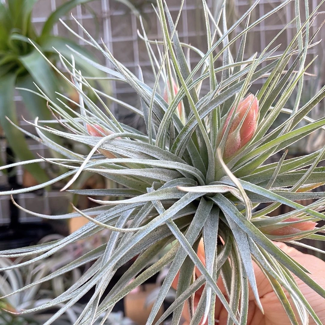 群生 棉花糖35号空气凤梨