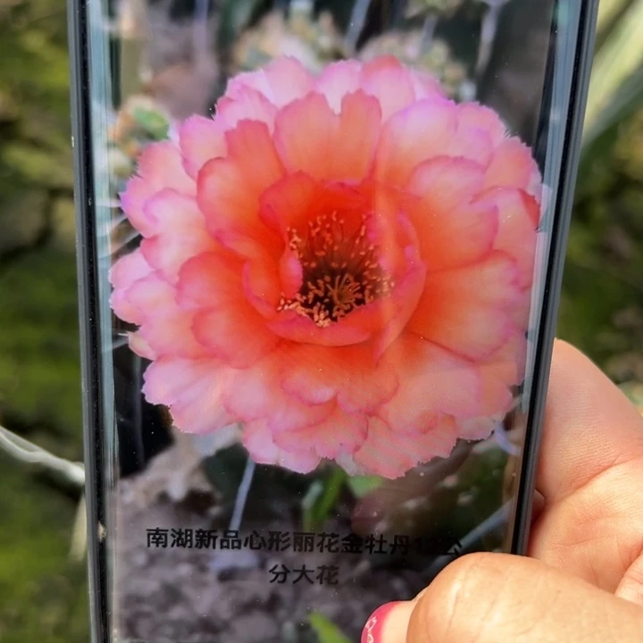15丽花金牡丹歪无根侧芽3公分左右