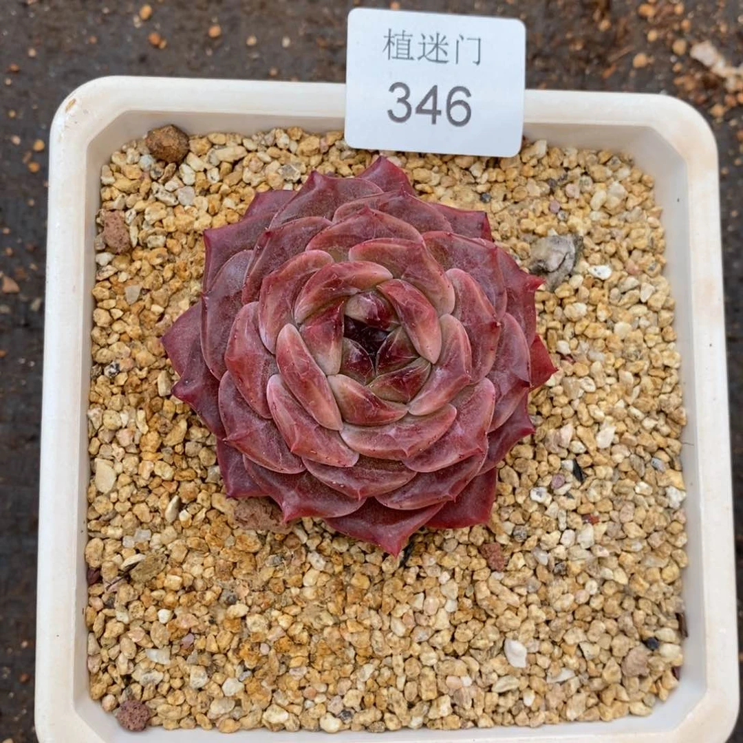 清****༇杂交精品多肉346