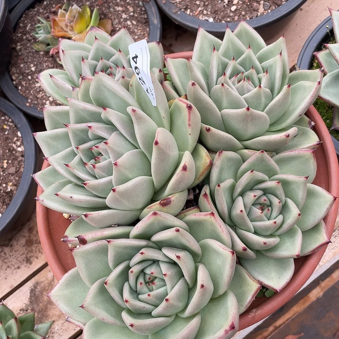 若如东云单拍A294