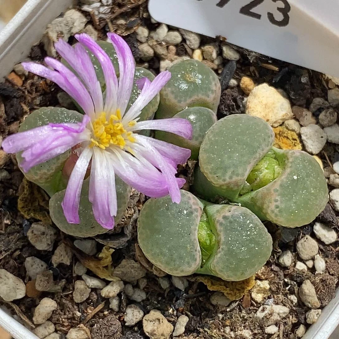 0923-8-泡泡风铃有伤特。